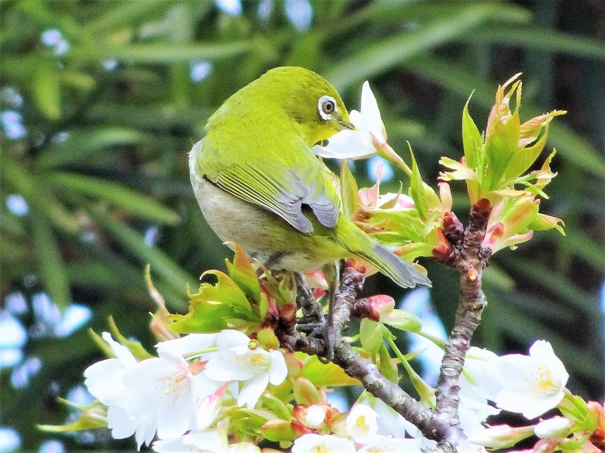 ホライゾン 大岛