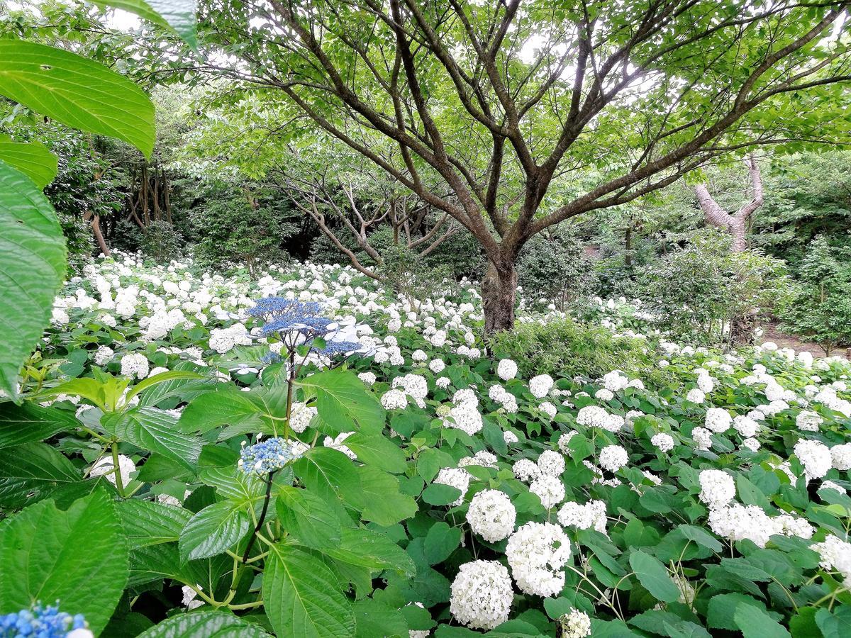 ホライゾン 大岛